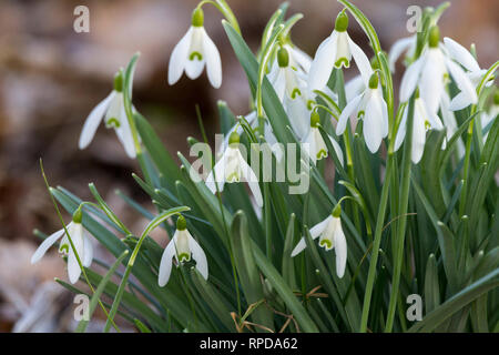 Schneeglöckchen Anfang Frühjahr Februar 2019 (Galanthus nivalis) drei blütenweiße Blüten mit einer einzigen hängenden Blüte an jedem Stamm. Innere Blütenblätter sind eingekerbt Stockfoto