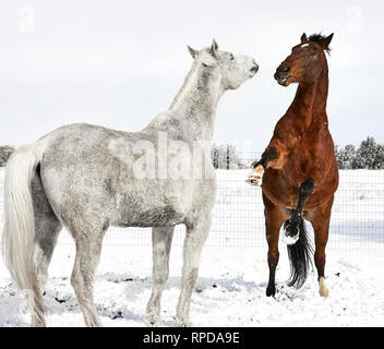 Wunderschöne Bucht braunes Pferd, Aufzucht, während mit Blick auf ein weißes Pferd im Schnee Stockfoto