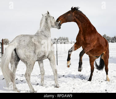 Wunderschöne Bucht braunes Pferd Zucht mit Zähne versucht, ein weißes Pferd draußen im Schnee zu beißen Stockfoto