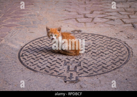 Kleine rote lange Fell Katze mit grünen Augen und saß auf einem Kanal einer Straße mit Pflastern. Safi Marokko. Stockfoto