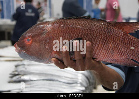 Ein großes rotes frischen Fisch auf dem modernen Fischmarkt in Dubai Stockfoto