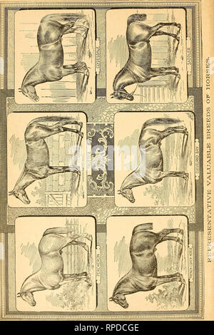 . Die amerikanischen Farmer Pferd Buch; eine bildhafte cyclopedia von Fakten in Bezug auf die prominente Rassen... Pferde. . Bitte beachten Sie, dass diese Bilder sind von der gescannten Seite Bilder, die digital für die Lesbarkeit verbessert haben mögen - Färbung und Aussehen dieser Abbildungen können nicht perfekt dem Original ähneln. extrahiert. Darling, Andrew. [Aus dem alten Katalog]. St. Louis, MO., Journal für Landwirtschaft co Stockfoto