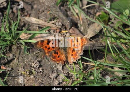 Komma (Polygonia c-Album), Muenster, Rieselfelder, Deutschland Stockfoto