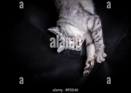 Grau lustig tabby Katze auf schwarzem Hintergrund Stockfoto