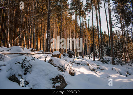 Winterlandschaft in Nationalparks Harz, Deutschland Stockfoto