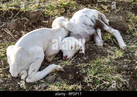 Ziegen in Äthiopien in der Nähe des Blauen Nil fällt, Tis-Isat fällt in Amara Region von Äthiopien, Ostafrika Stockfoto