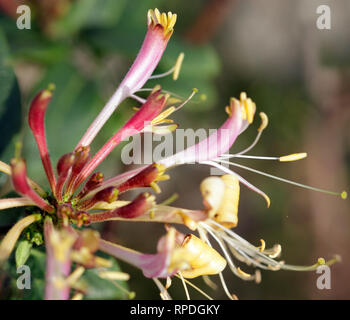 Fleischige wilde Blumen Makro, große Staubgefäßen Stockfoto