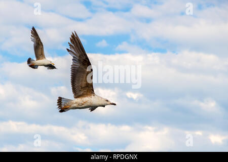 Zwei Möwen Segelfliegen in Tandem mit Wolken im Hintergrund, hoch über dem Schwarzen Meer. Freiheit Konzept mit kopieren. Stockfoto