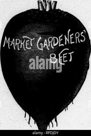 . Wie man den Garten Zahlen [microform] machen. Im Garten arbeiten. 156 - Wie kann man den Garten Zahlen. Frühe * Bassano, Edmand der Rübe, usw. Alle diese zu der Klasse der "Blut Rübe Rüben gehören, "Ana sind guten frühen oder mittleren Sorten für den Hausgarten jedes - wo und in vielen Orten. Alle sind so zuverlässig, es würde nicht einfach sein, den besten unter ihnen zu wählen. Neue Gärtner, ist sehr symmetrisch, mit kleinen tap-Root, und doch nur wenige faserige Wurzeln. Eine Aussaat nur notwendig ist, frühzeitig Rüben für Markt- und Hauptkultur für den Winter zu produzieren. Farbe außerhalb ist tief rot; im inneren Schichten von bloo Stockfoto