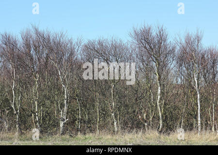 Birkenhain im März Stockfoto