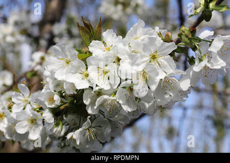 Kirschblüten Stockfoto