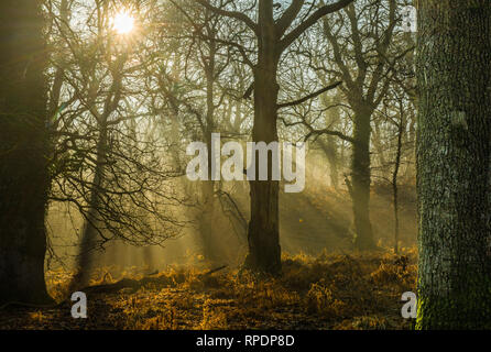 Bäume, die Schatten und Sonnenstrahlen im Wald von Dean Gloucestershire früh auf einem Februar morgen Stockfoto