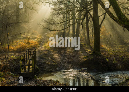 Bäume, die Schatten und Sonnenstrahlen im Wald von Dean Gloucestershire früh auf einem Februar morgen Stockfoto