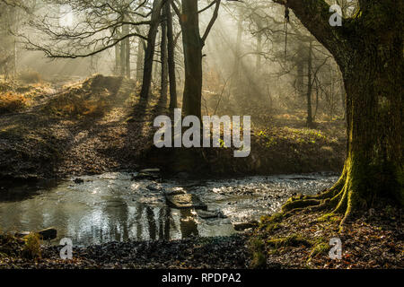 Bäume, die Schatten und Sonnenstrahlen im Wald von Dean Gloucestershire früh auf einem Februar morgen Stockfoto