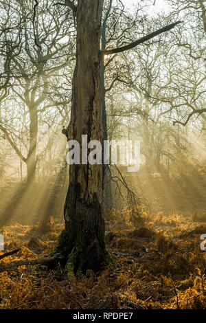 Bäume, die Schatten und Sonnenstrahlen im Wald von Dean Gloucestershire früh auf einem Februar morgen Stockfoto