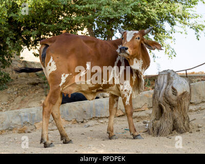 Kuh steht in der Nähe von Tree Stump, Gadsisar See, Jaisalmer, Rajasthan, Indien Stockfoto