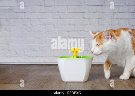 Cute tabby Katze schauen neugierig auf ein Haustier Trinkbrunnen. Stockfoto