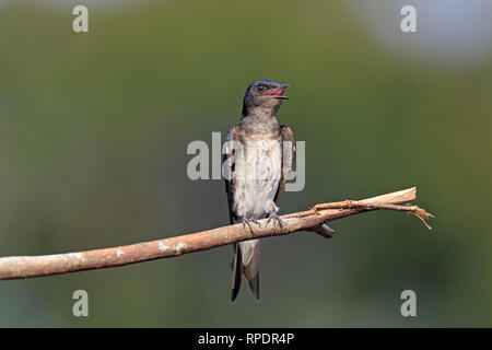 Grau-breasted Martin bei Sani Lodge Ecuador Amazonas Stockfoto