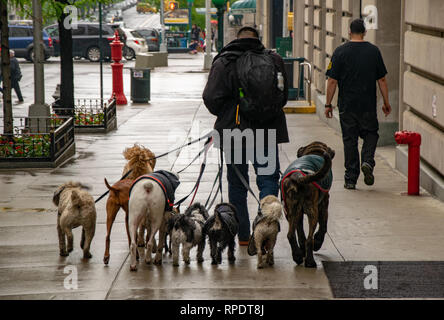 Hundespaziergänger mit mehreren Hunden in NYC Stockfoto