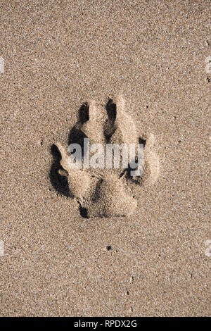 Barry Island, Wales, Vereinigtes Königreich. 21. Februar 2019. Ist ein Hund Pfotenabdruck im Sand am Strand. Kira Butters Stockfoto