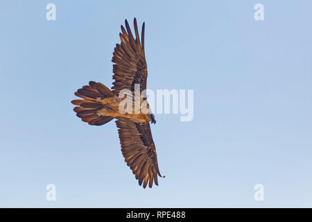 Bartgeier, Gypaetus Barbatus, Bartgeier Stockfoto