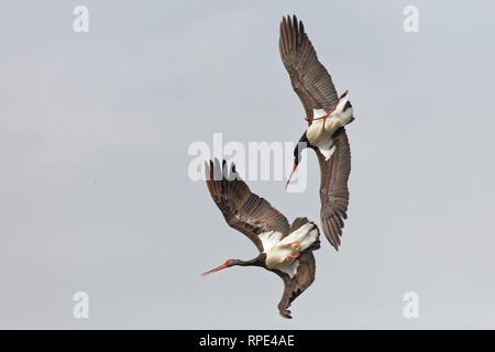 Schwarzstorch, Ciconia Nigra, Schwarzstorch Stockfoto