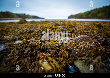 Blick von der Küstenlinie in Acadia National Park, Maine Stockfoto