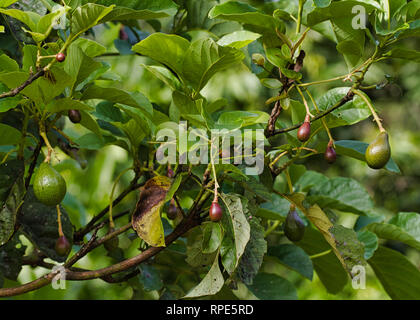 Avocado (Persea americana) Früchte wachsen auf einem Baum Stockfoto