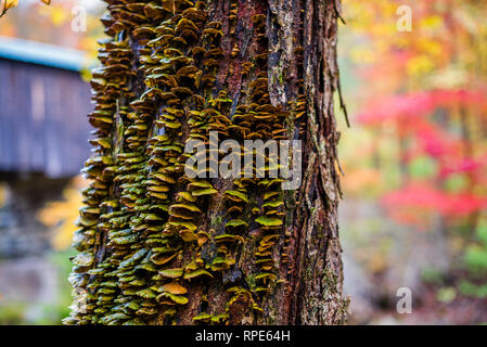 Pilzwachstum auf Basis von Covered Bridge in Vermont im Herbst Saison Stockfoto