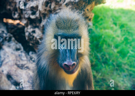 Mandrill, mandrillus Sphinx, sitzen auf den Ast in dunklen tropischen Wald. Tier in der Natur Lebensraum, im Wald. Mandrill Stockfoto