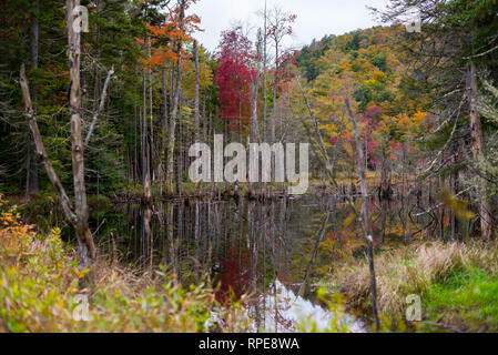 Szene aus Teich Reflexion in den Weißen Bergen, NH Stockfoto