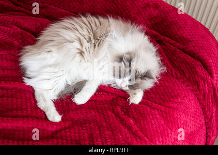 Erwachsenen männlichen Ragdoll Katze schlafend auf einem roten Bett-Spread in Mid-Winder in einem # English home Stockfoto