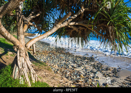 Schraube Kiefer, Pandanus tectorius, auf Wategos Beach, Byron Bay, New South Wales, Australien Stockfoto