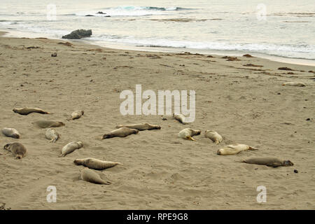 Nördlichen Seeelefanten, Elephant Seal Vista Point, nr San Simeon, Kalifornien, USA Stockfoto