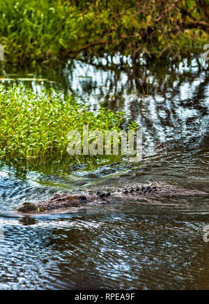 Salzwasser Krokodil waten durch gelbes Wasser Feuchtgebiete und Billabong, Kakadu National Park, Northern Territory, Australien. Stockfoto