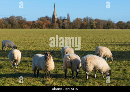 Schafe auf Hemingford Wiese, Cambridgeshire, England, UK. Stockfoto