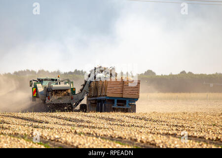 Aylesbury, Canterbury, Neuseeland, 20. Februar 2019: Landwirtschaftliche Maschinen ernten Zwiebeln an einem Sommertag Stockfoto