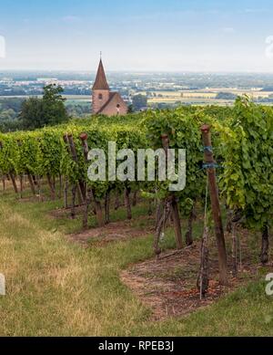 Weinberg und befestigte Kirche in Hunawihr, Elsass, Frankreich Stockfoto