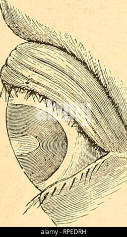 . Die amerikanischen Farmer Pferd Buch; eine bildhafte cyclopedia von Fakten in Bezug auf die prominente Rassen... Pferde. Kapitel XXXVII. Krankheiten, etc., DER Auge und Ohr. I. EINGERISSEN Augenlider. Ii. Warzen auf den Augenlidern. Iii. ENTROPIUM, ODER DREHEN IM OP die Wimpern. Iv. ECTROPIUM, ODER DREHEN NACH AUSSEN OP den Wimpern. V. FILARIA OCULI. Vi. STAPHYLOMA ODER BULG-ING OP DIE HORNHAUT. Vii. GLASS EYE, oder Erblindung. Viii. INFLAM-OP die BINDEHAUT oder Konjunktivitis. Ix. Mond BLIND-NESS ODER PERIODISCHE OPHTHALMIA. X. Katarakt. Xi. Prüfung des Auges. Xii. Erkrankungen des Ohrs. I. eingerissen Augenlider. Die augenlider Stockfoto