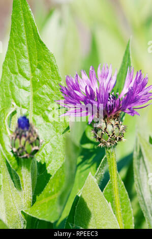 CENTAUREA MONTANA VIOLETTA Stockfoto