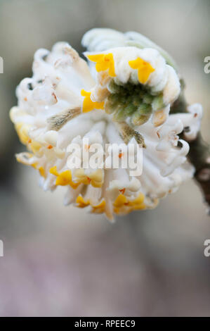 EDGEWORTHIA CHRYSANTHA Stockfoto