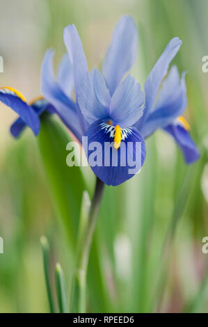 IRIS RETICULATA HARMONIE Stockfoto