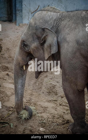 Indische Elefanten Stockfoto