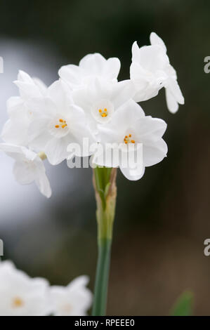 NARCISSUS PAPYRACEUS Stockfoto