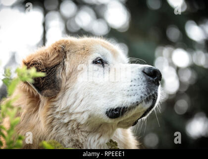 Hund Gesicht, Nahaufnahme, Manitoba, Kanada. Stockfoto