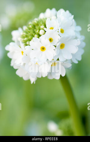 PRIMULA DENTICULATA KONFETTI WEISS Stockfoto