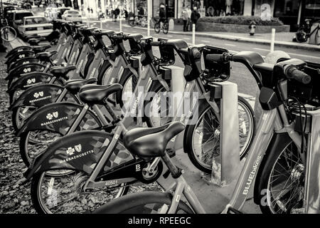 Harvard Square in Cambridge, MA Stockfoto