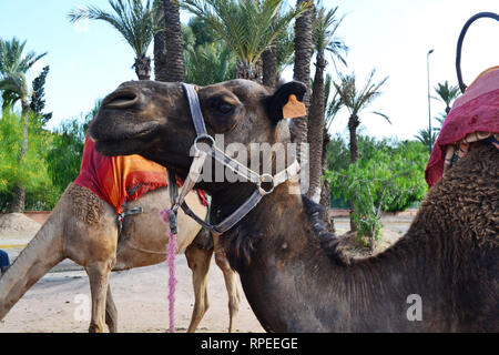 Kleines Kamel mit einem verdrehten Hals Stockfoto