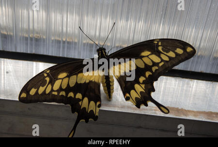 Papilio thoas, dem König Schwalbenschwanz - Schmetterling aus der Familie der Papilionidae auf dem Fenster Stockfoto