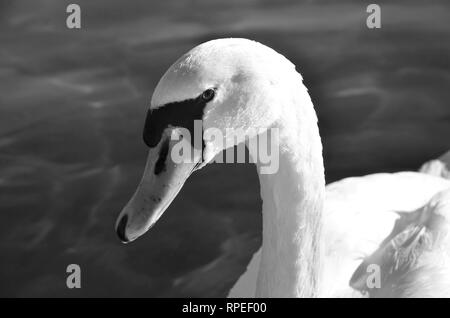 Schwan in Schwarz und Weiß Stockfoto